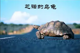 有趣的思想实验——芝诺的乌龟图片