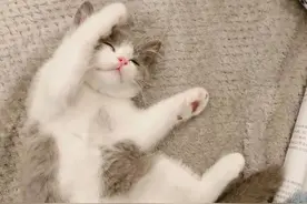 猫脓皮症症状，猫脓皮症是怎么引起的，脓皮症流脓怎么办？图片