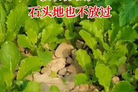 山东：男子种菜有“奇招”，草都难长的地变优质菜园，咋做到的？图片