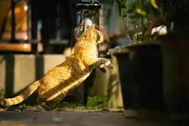 广东一流浪猫天天在保时捷车顶睡觉，车主赶跑后又讨好哄回图片