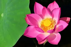 《道德经》：修学善知识利万物图片