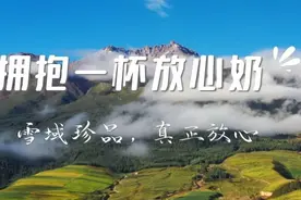 天亮前就开始挤奶｜一杯真正的放心奶，不仅仅源于优质奶源图片