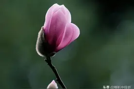 拍花的5个低级错误，毁了这3张照片，讲解玉兰花摄影技巧图片