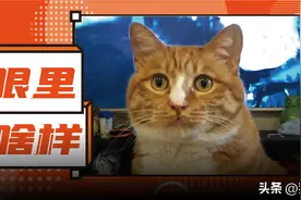 猫咪眼里的我们，居然是绿油油的…图片