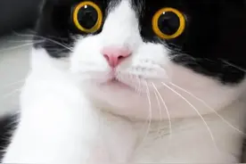 分享图片一你没见过的奶牛猫漂亮又可爱图片