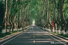南京City Walk | 这个夏天，总要来一趟紫金山吧！图片
