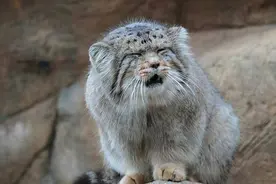 兔狲干仗竟然干不过橘猫？战斗力这么差，兔狲如何在野外立足？图片