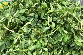 春季野菜正当“食”，“舌尖上的春天”又到了图片