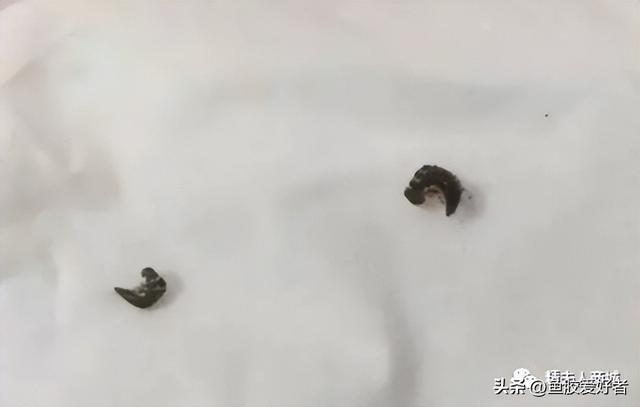 花胶还有鱼油怎么处理 2026年花胶还有鱼油怎么处理干净