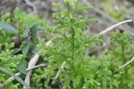 农村常见的“通筋草”，老人称为“风湿草”，泡脚、泡酒厉害了图片
