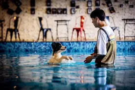 人们正在用宠物取代孩子，宠物为什么这么火图片