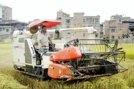贵州黔西南：标准化种植迎来好收成图片