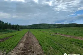 土城子镇：林地“长出”新经济图片