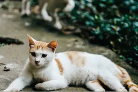 宝通寺后山50只猫，治好了我的精神内耗图片