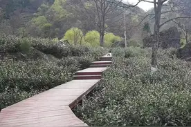 中国茶业经济的形成历史与发展演进图片