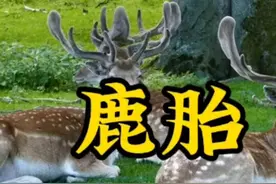 鹿胎 #关注我每天分享热点新闻图片