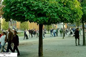 8种截然不同的楸树：楸、花楸、刺楸、香楸、鹅掌楸、黄楸、猴楸图片