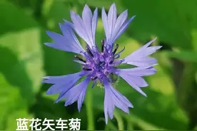 小花小草，也要拍出高级感图片