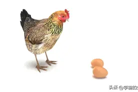 是先有鸡，还是先有蛋呢？专家来告诉你答案图片