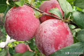 从特殊渠道引进的唯一国产杂交的杏李新品种，果肉鲜红，绵甜浓香图片
