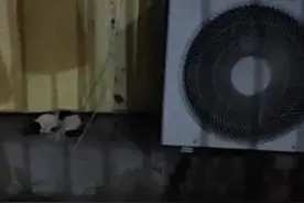 流浪小奶猫的分离焦虑症图片