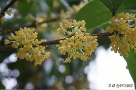 庭院十种“吉祥”树，种对了，富贵自来图片