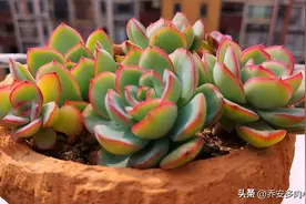 不出状态也好看的多肉晨露，在广东全露养无压力，种再多也不嫌多图片