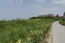 06年，日本人跑山东租1500亩良田，闲置五年无人问津，有何目的？图片