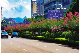 桂林中山中路紫薇绽放图片