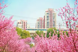 一出轨道站就能看见花海 重庆这个火出圈的打卡点曾是一片荒坡图片