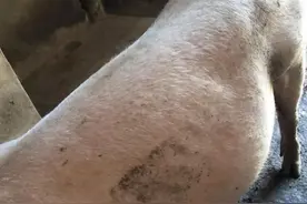 高手养猪不得病的六大秘密，建议收藏图片