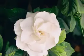栀子花精油：于身色有用 于道气相和图片