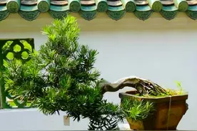 “家有罗汉松，代代出富翁”，树形优美，升值空间大，能当传家宝图片