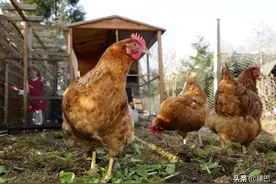 我家曾养过的独眼鸡，风湿鹅，瘸腿狗，重情猫图片