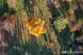 长春百木园一棵大树火出了朋友圈 景区变成了网红打卡地图片