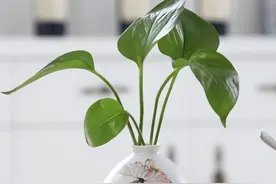 情商越低的人，越喜欢做以下几件事图片