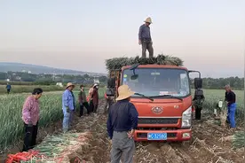 迎国庆，采收忙——凤翔区长青镇石头坡村大葱产业喜获丰收图片