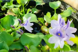 从“疯狂”到“淡出”，这种植物在我国经历了怎样的“前世今生”图片