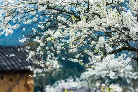 阳山千亩李花已悄然盛开，小编告诉您2022年最佳观赏时节图片