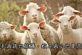 支付宝上的几笔保险羊毛，就得这么薅图片