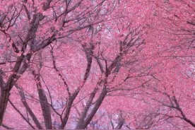 一夜之间，武汉梅花都开好了！图片