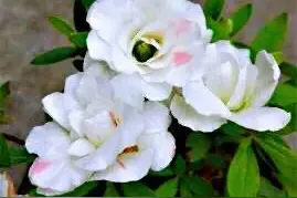 白五宝绿珠杜鹃～花朵中央有一绿色花蕾，浑圆如珠图片