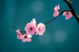 宋代诗人林逋：爱梅养鹤，独居一生，写下一首梅花诗，成千古绝唱图片