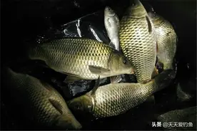 夏钓夏钓，白天不如夜钓，记住夜钓4不钓，收获更稳妥图片