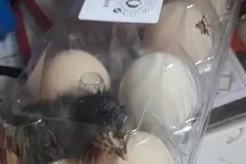 哭笑不得！南京市民网购活珠子因天太热孵出小鸡图片