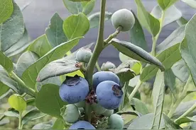 6种果树，可以种在花盆里，养在露台上，实现“水果自由”图片