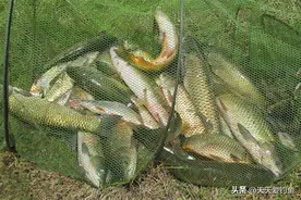 钓鱼技巧：不说不知道，传统钓中也有假饵钓法，专门用来钓大鱼图片