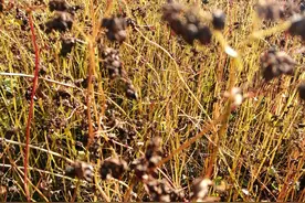 难得一见的“荞麦”——过去“不稀吃”的粗粮 今日的香饽饽图片