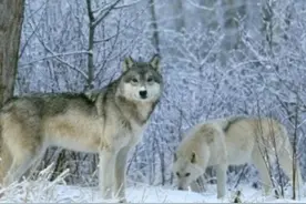 《野狼沟的传说》图片