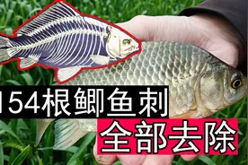 鲫鱼去刺这么简单，154根骨刺根根去除，吃鱼像吃豆腐一样放心图片